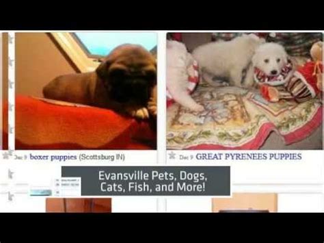 craigslist Pets "puppy" in Evansville, IN. . Craigslist evansville pets